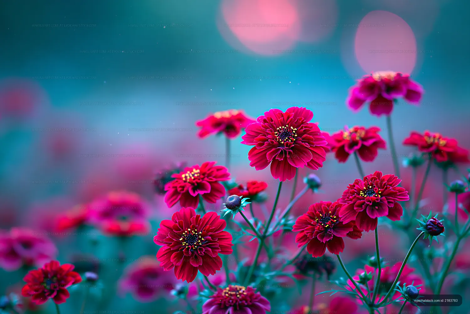 Colorful flowers in a garden during sunset