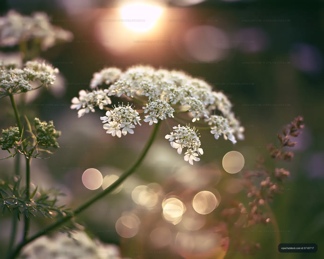 White flowers under soft sunlight in a garden