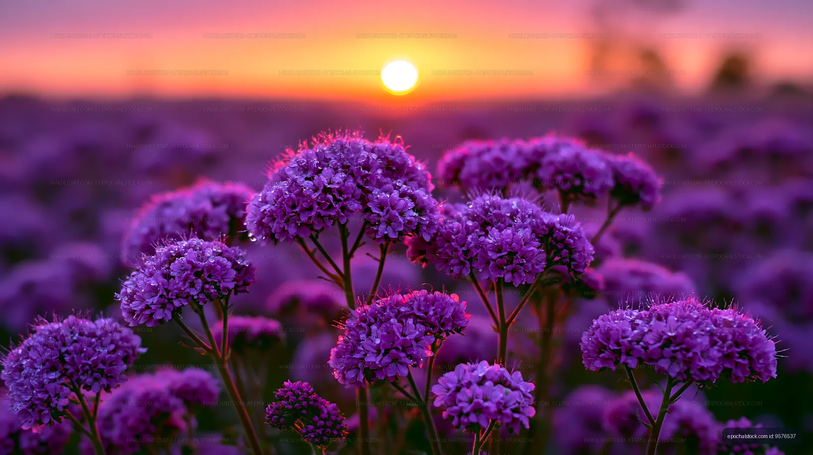 Purple flowers in a field at sunset near a horizon