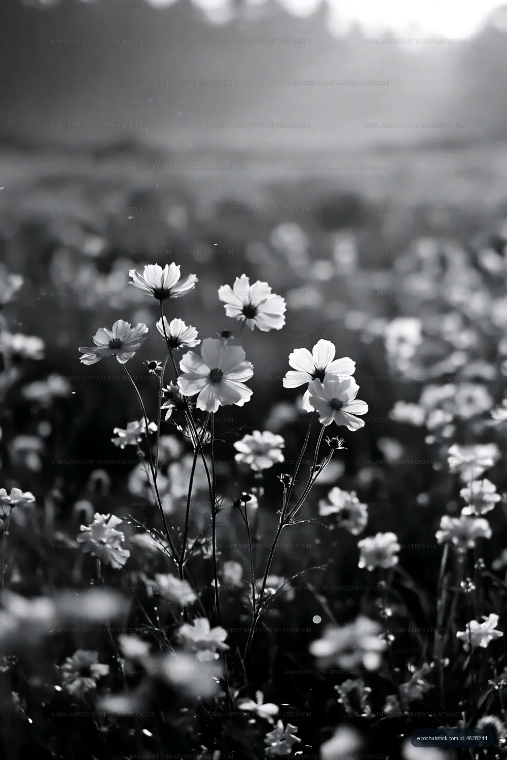 Wildflowers blooming in a field during sunny daytime