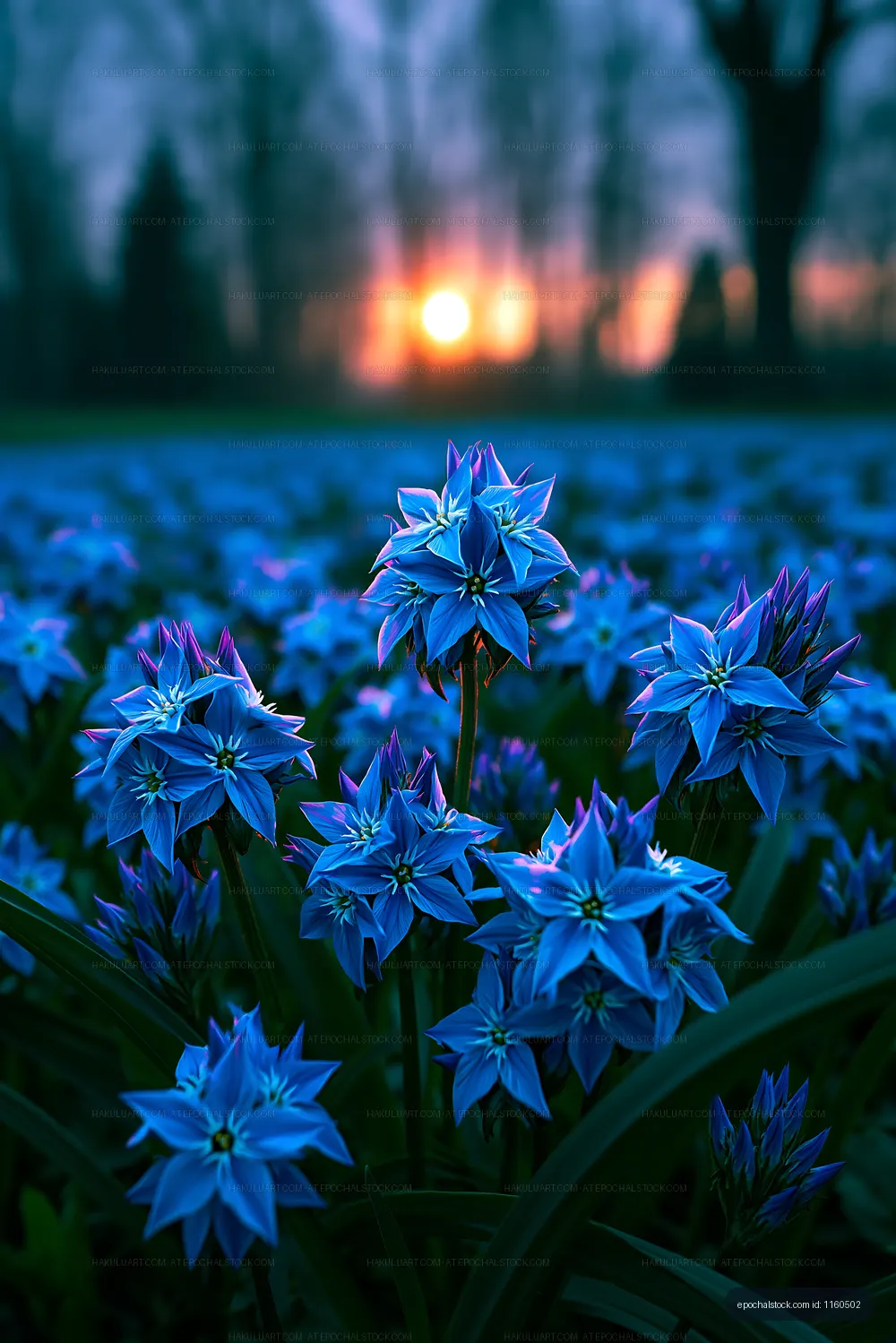 Blue flowers in a field during sunset