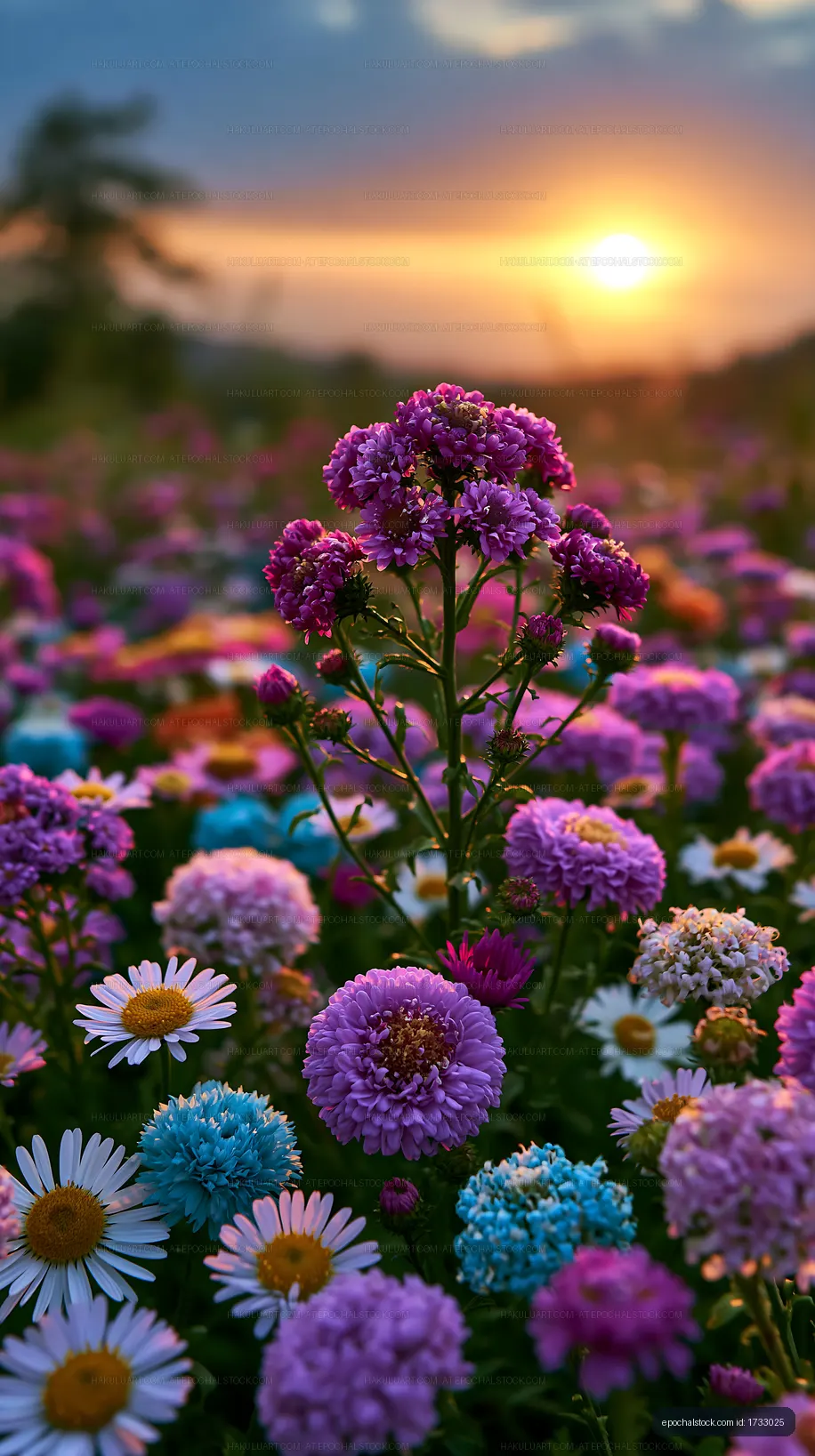 Colorful flowers in a field during sunset