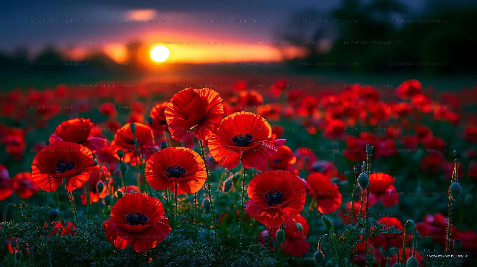 Bright red poppies bloom at sunset in a vibrant field