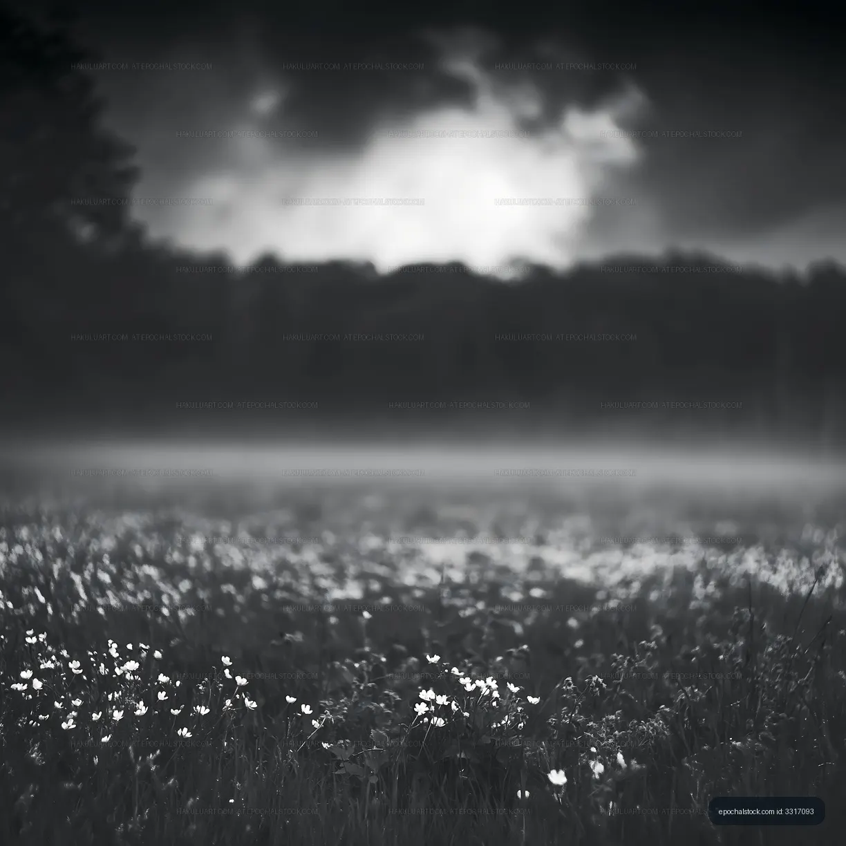 Foggy meadow with wildflowers under a cloudy sky