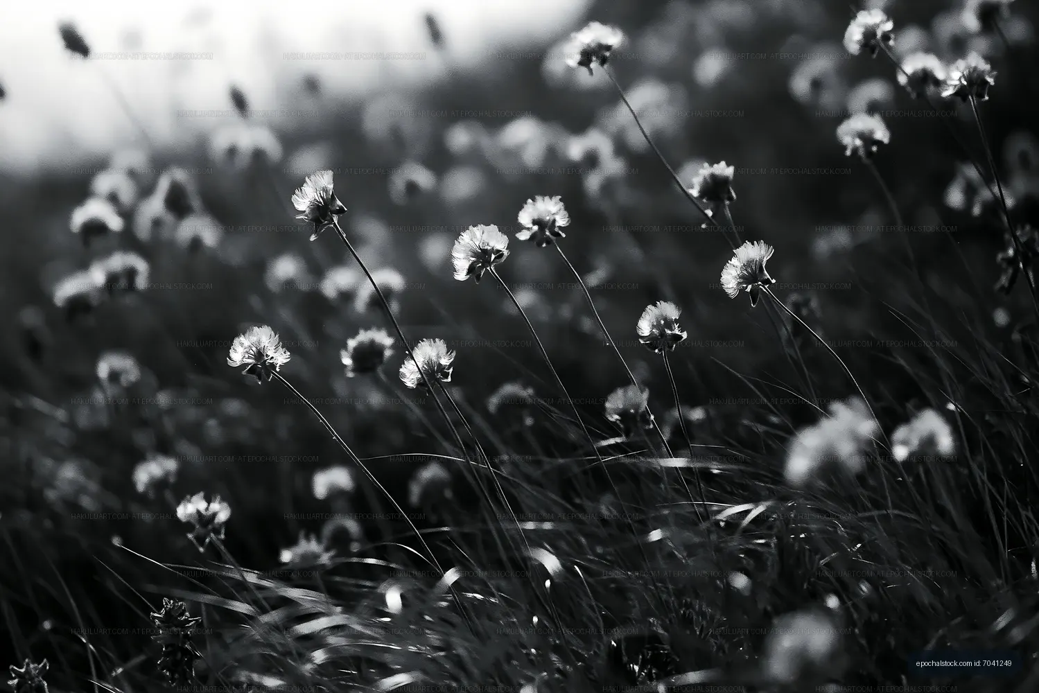 Black and white flowers in a field with soft sunlight