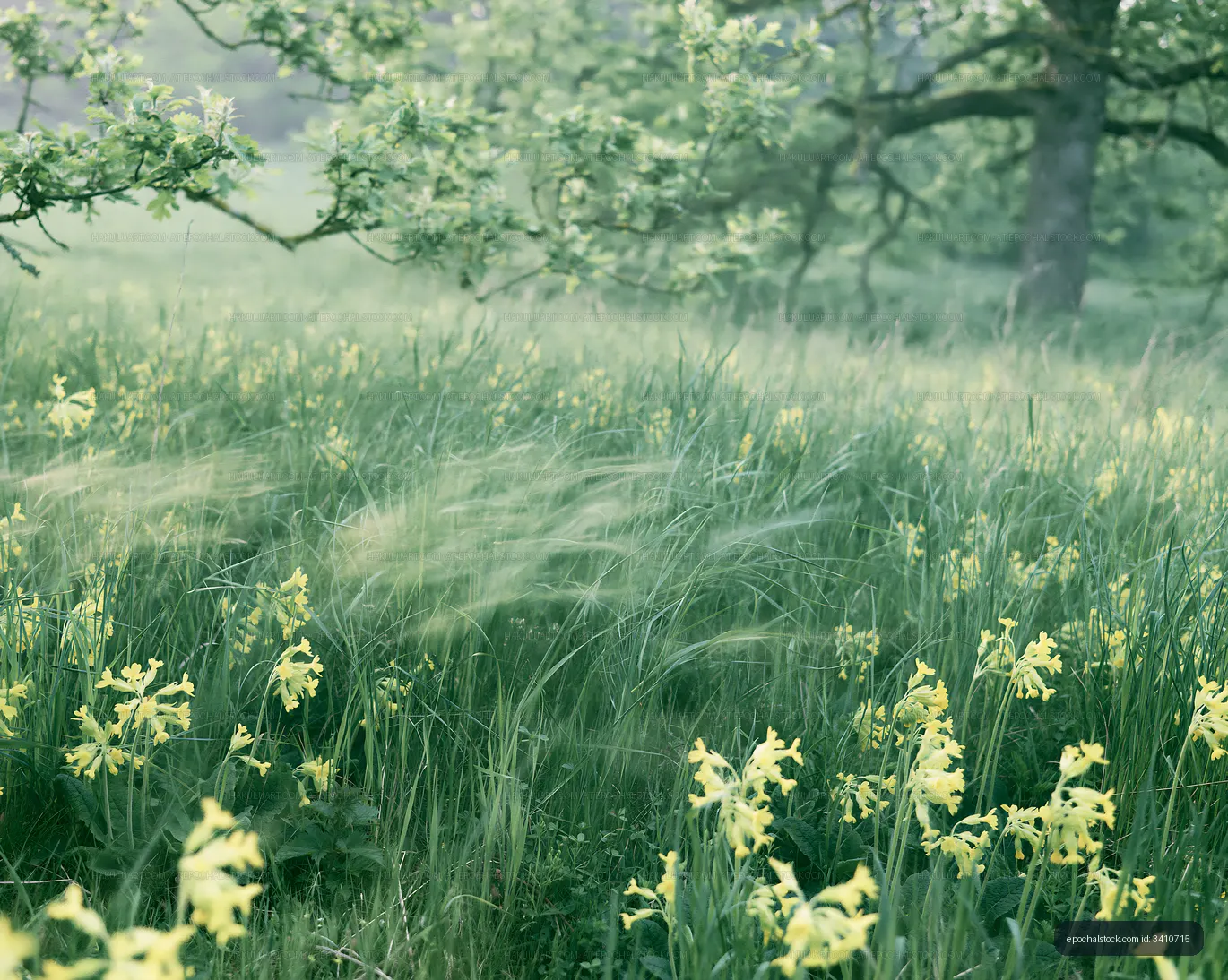 Yellow flowers in green grass under a tree on a misty day