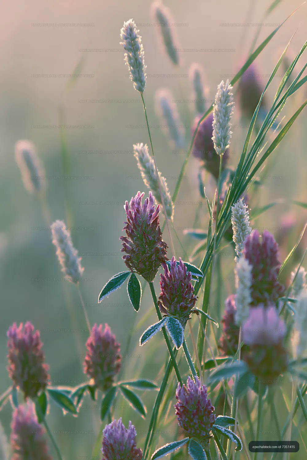 Wildflowers blooming in a field during sunrise