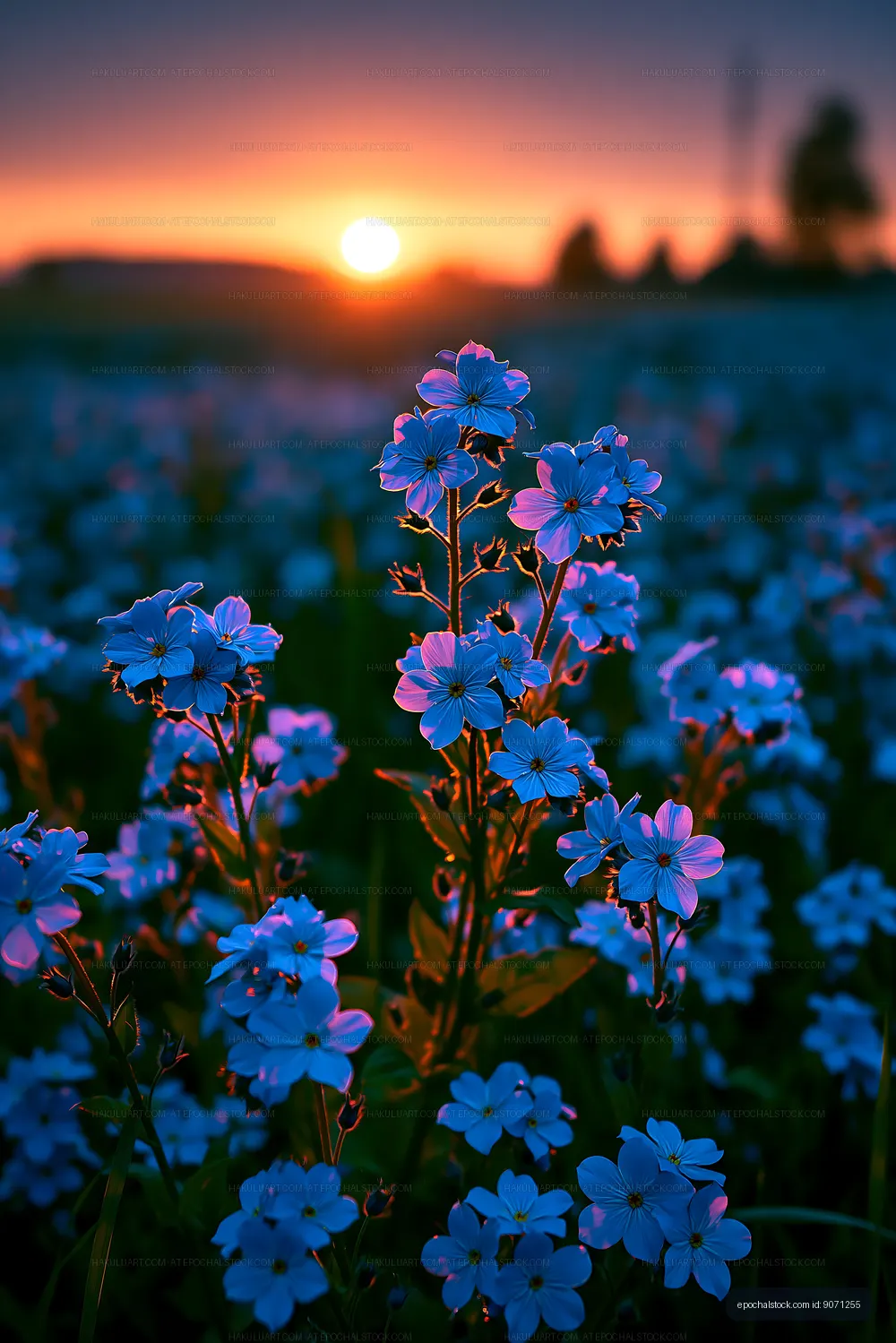Sunset over blue flowers in open field