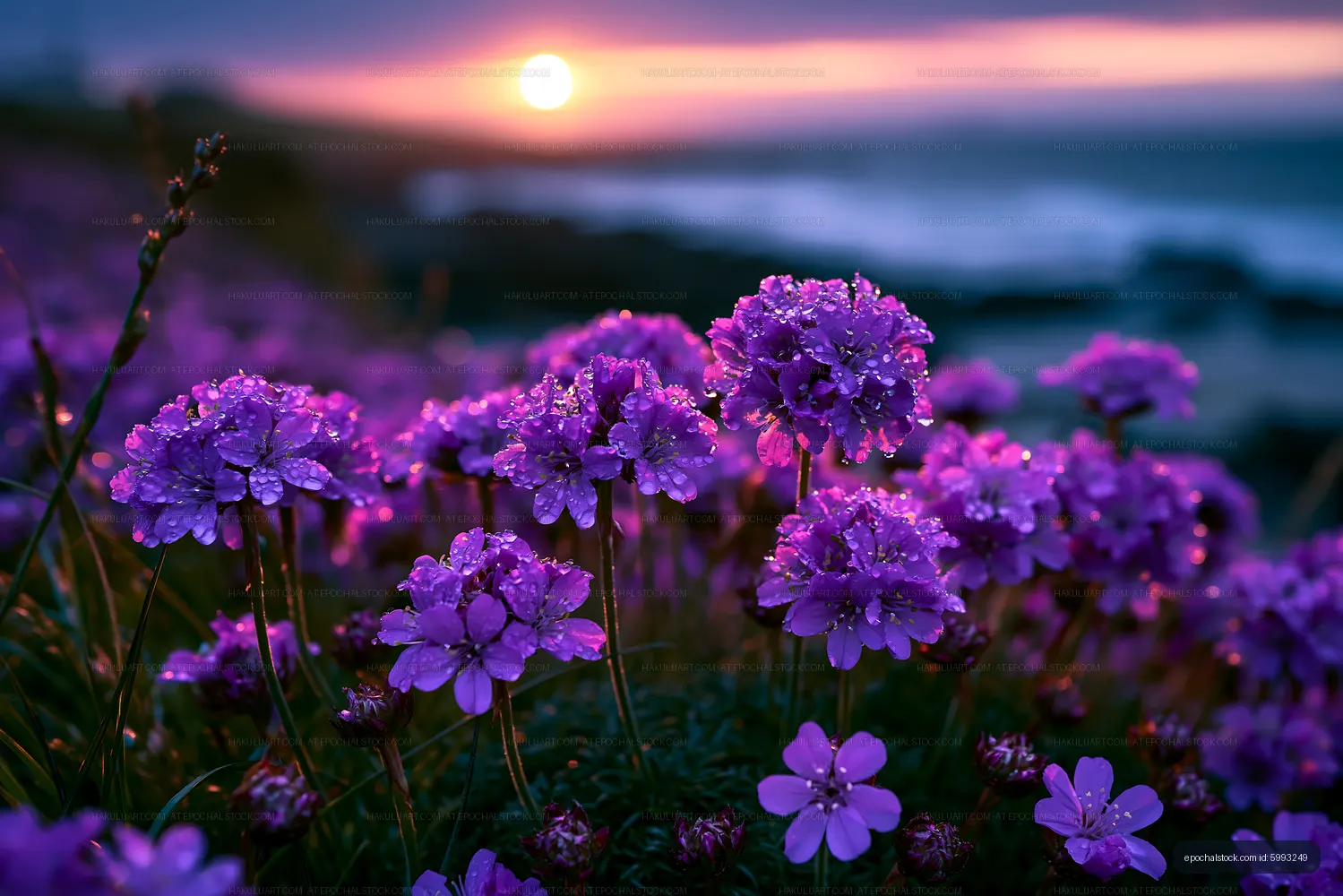 Sunset over purple flowers by the coast