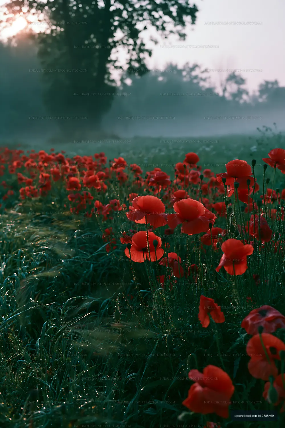Poppy flowers blooming in meadow at dawn with morning mist