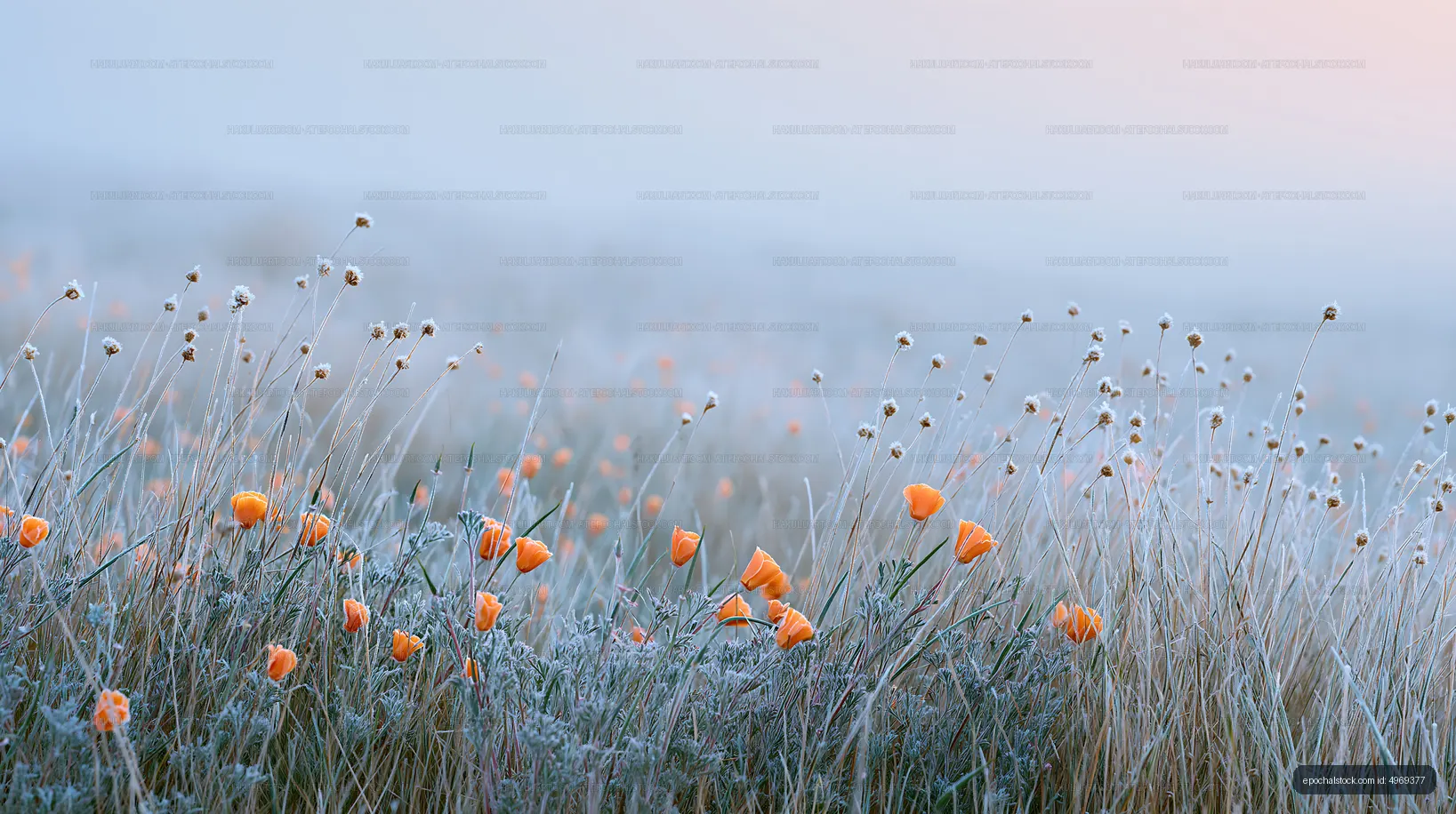 Frost-covered flowers in a misty field at sunrise