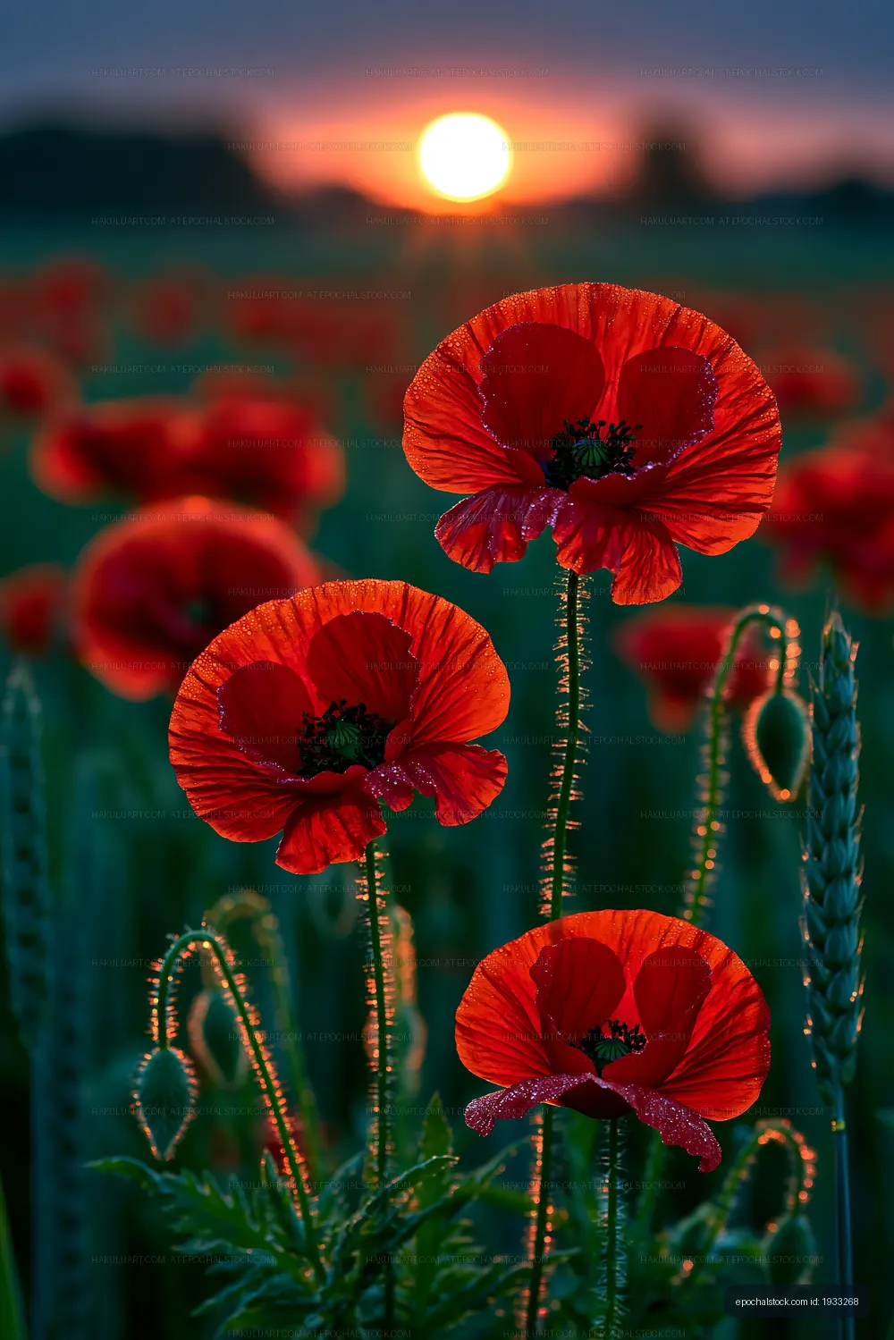 Red poppies in a field during sunset