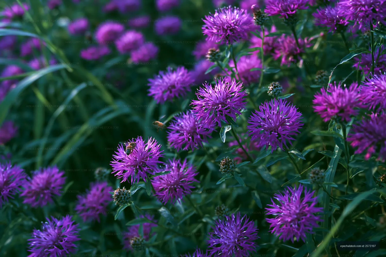 Purple flowers with green foliage in a garden setting