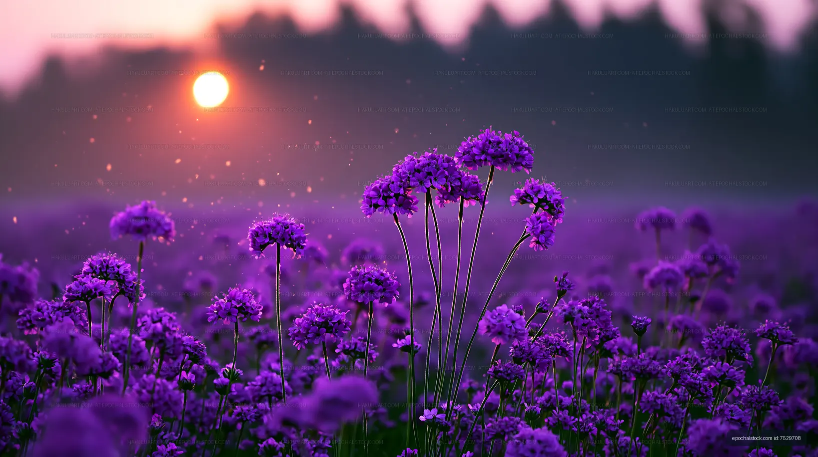 Fields of purple flowers at sunset