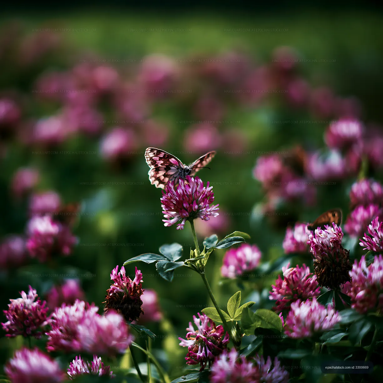 Butterfly resting on pink clover flowers in a garden