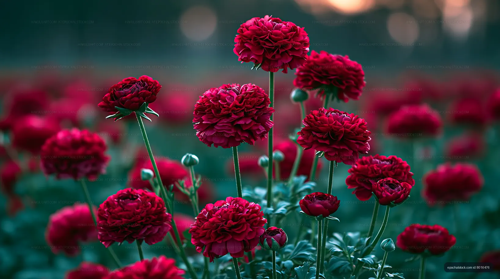 Red flowers bloom in a field during evening light