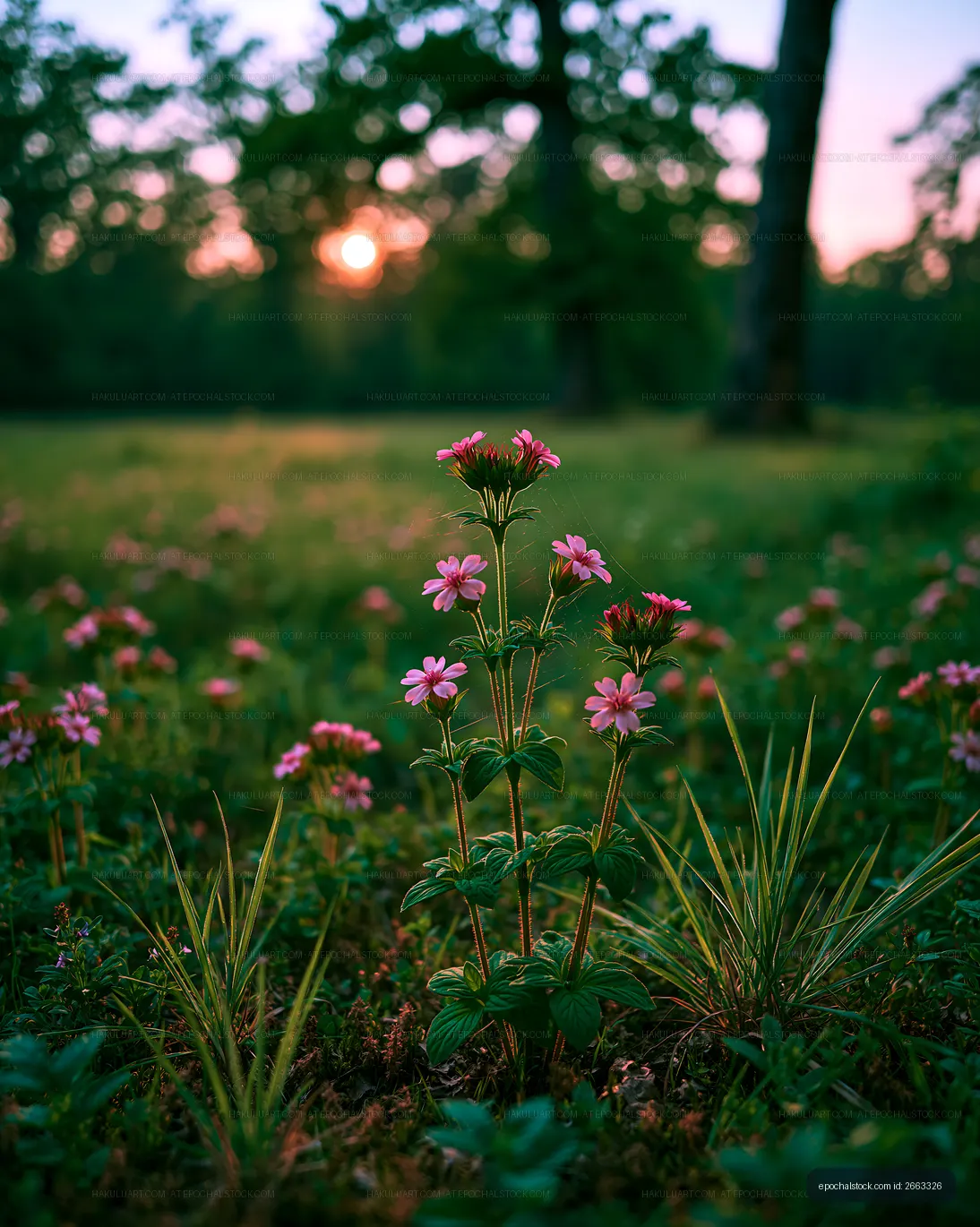 Wildflowers blooming in a grassy field at sunset