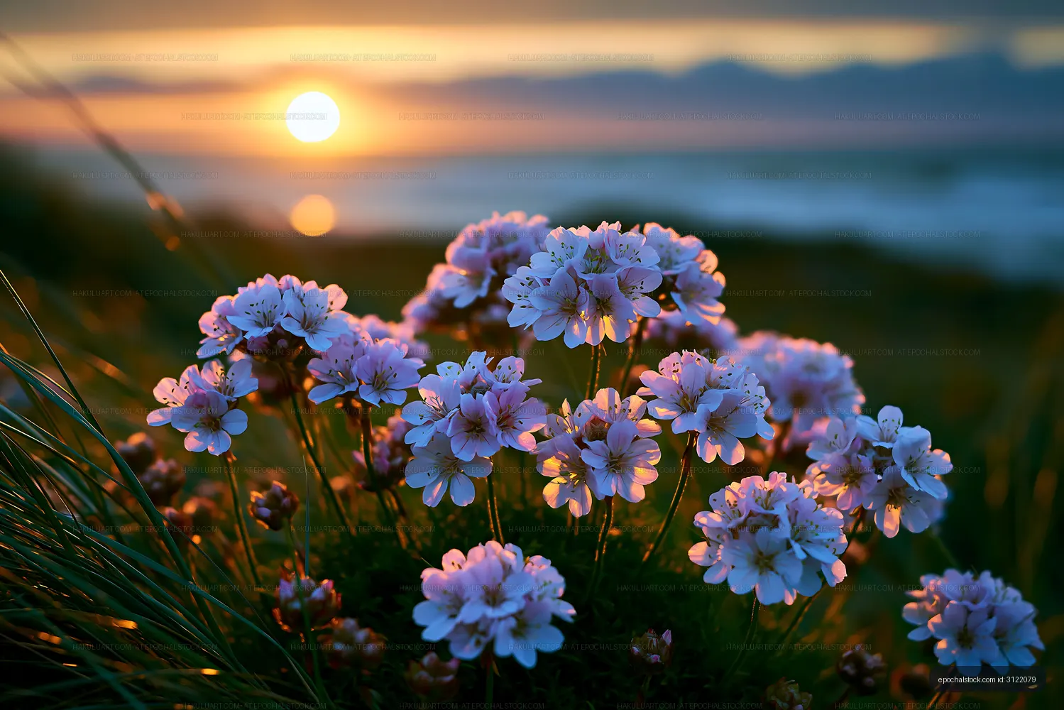 Sunset over blooming flowers by the ocean shore