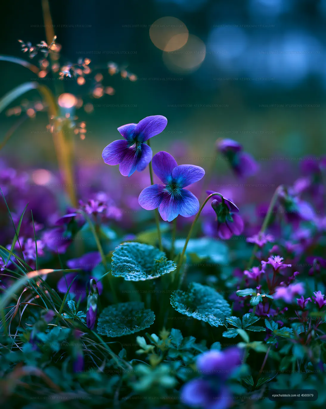 Purple flowers bloom in a garden during evening light