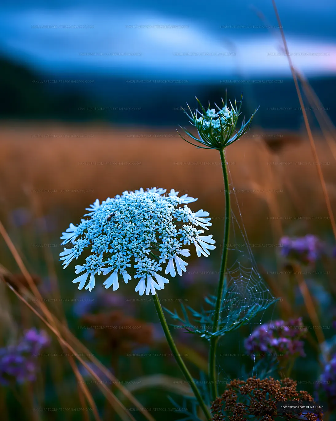 Wildflower with morning dew in a meadow at dawn