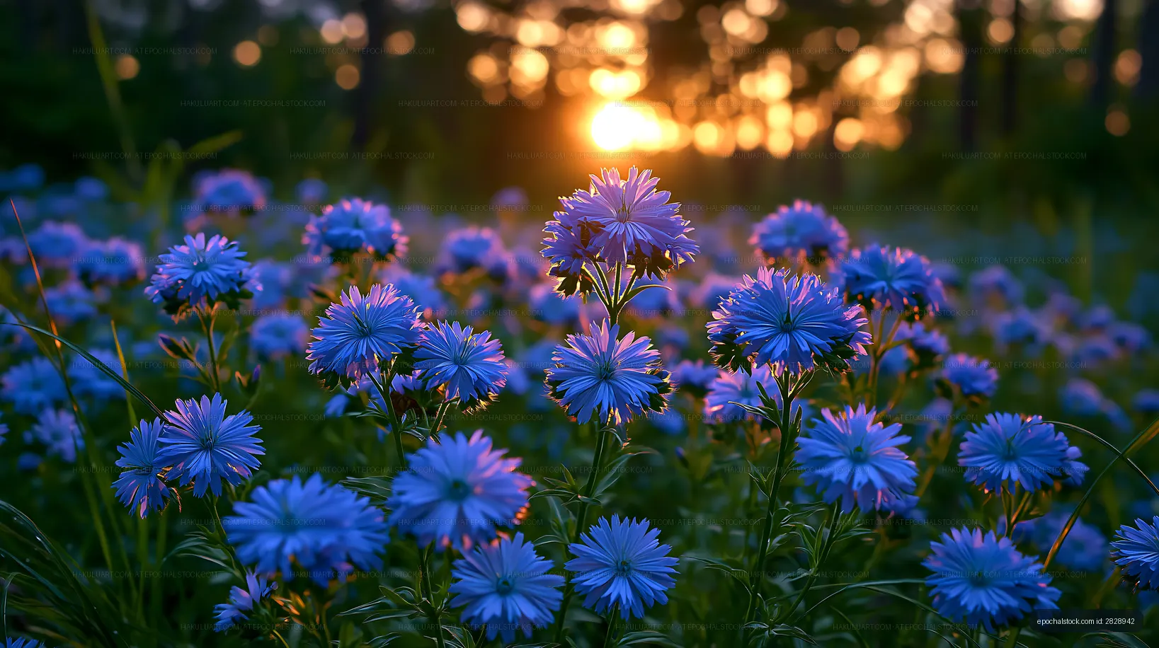 Sunset over blue flowers in a field