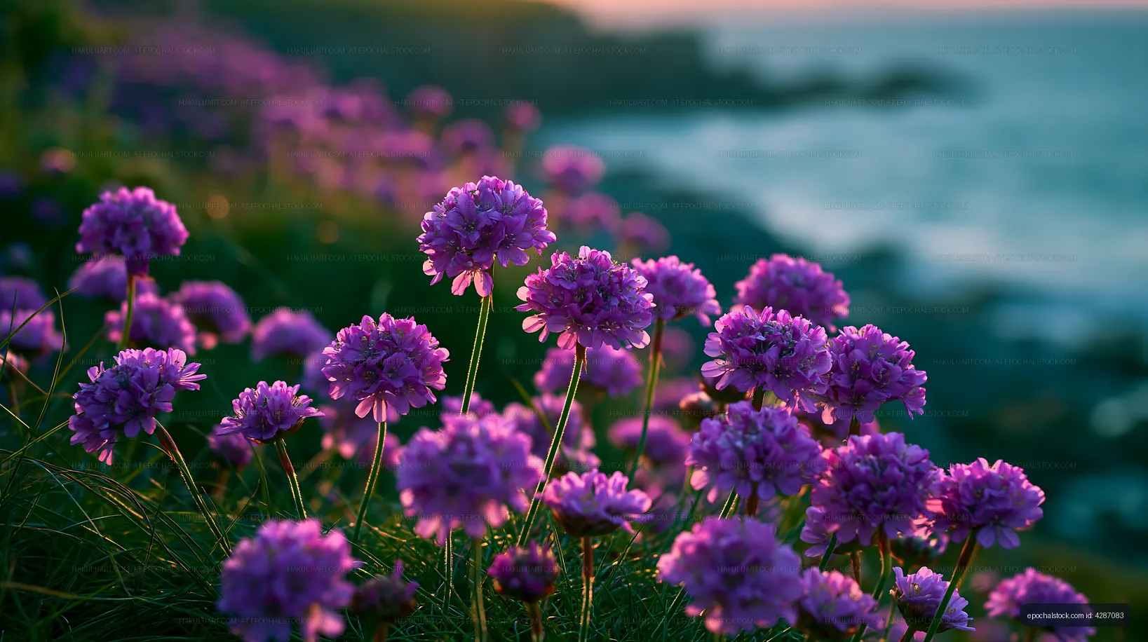 Vibrant purple flowers by the ocean at sunset