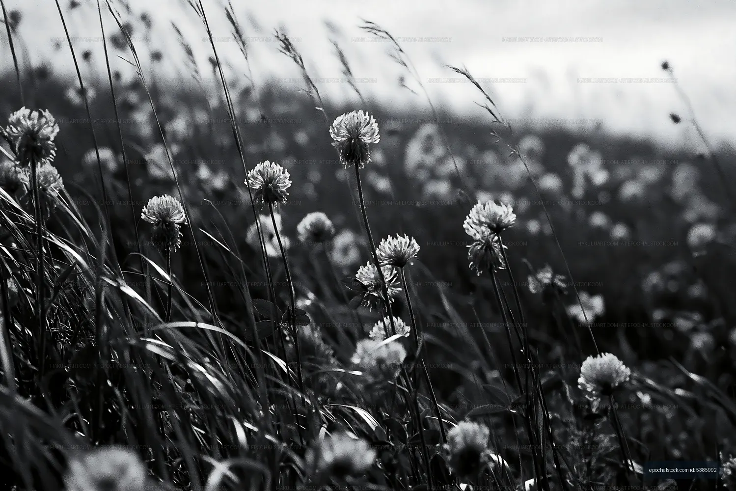 Black and white flowers in a grassy field at sunset