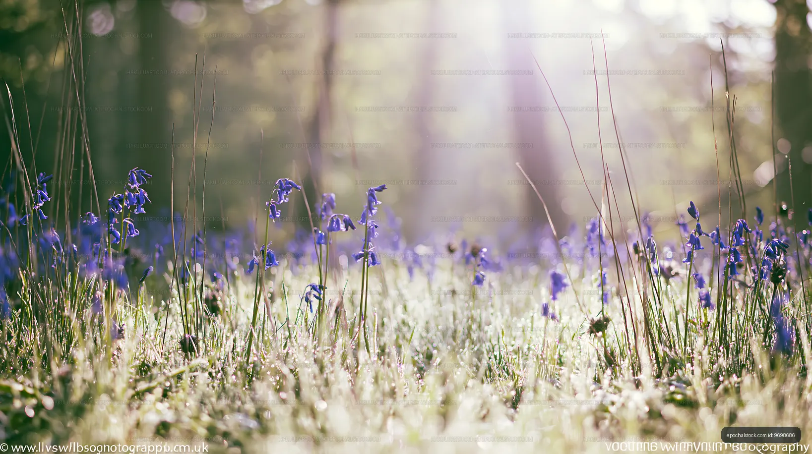 Bluebell flowers in a forest clearing during spring