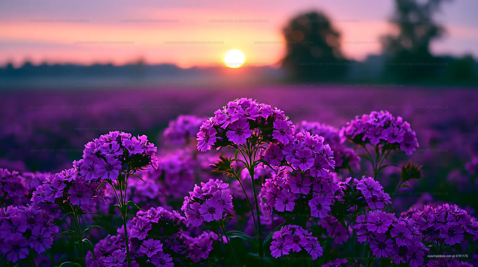 Purple flowers in a field during sunset