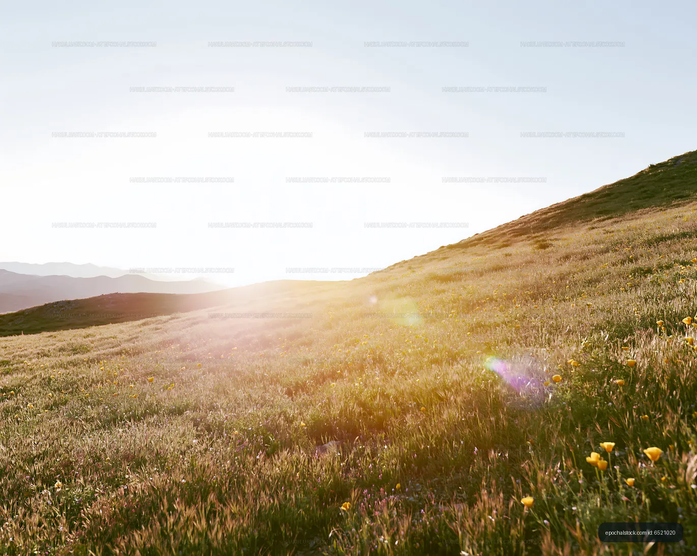 Sunlight shining over grassy hill with wildflowers