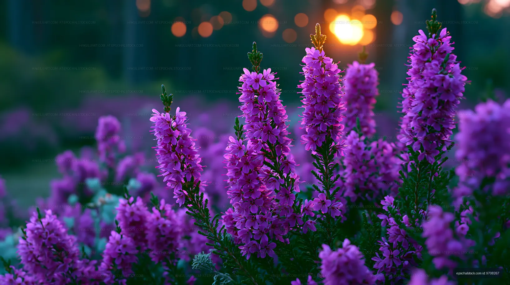 Purple flowers bloom at sunset in a garden