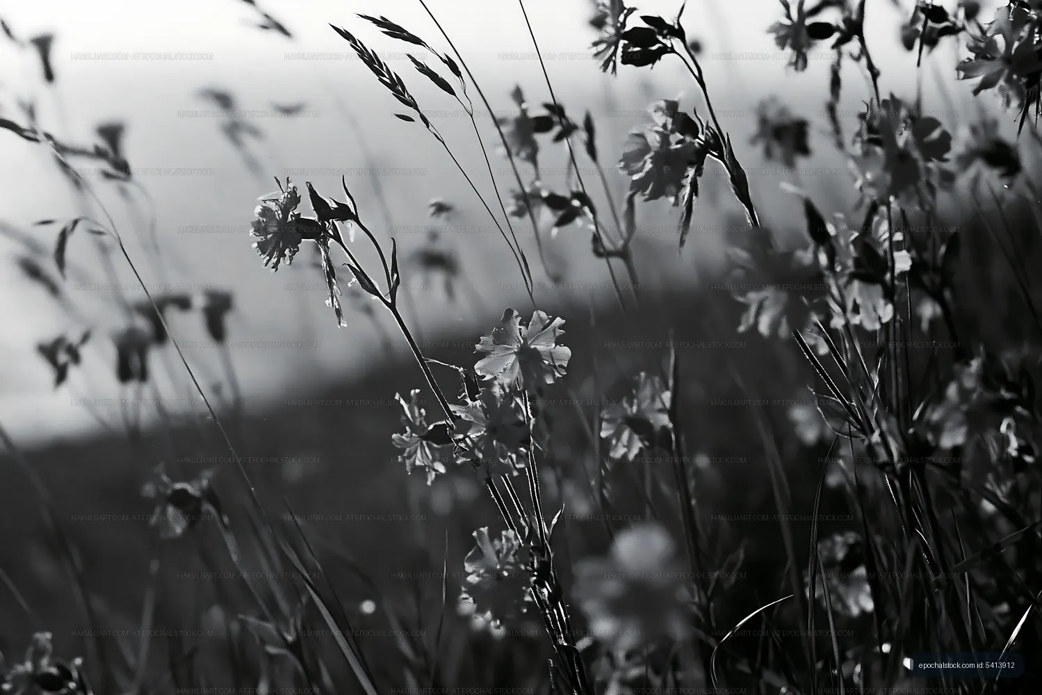 Black and white close-up of wildflowers in a meadow