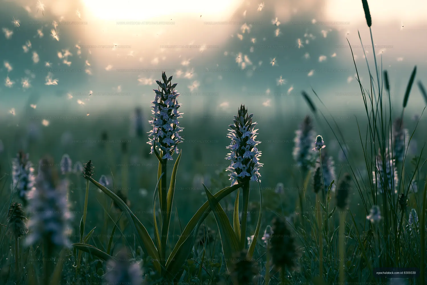 Morning dew on flowers in a field with sunlight and floating seeds