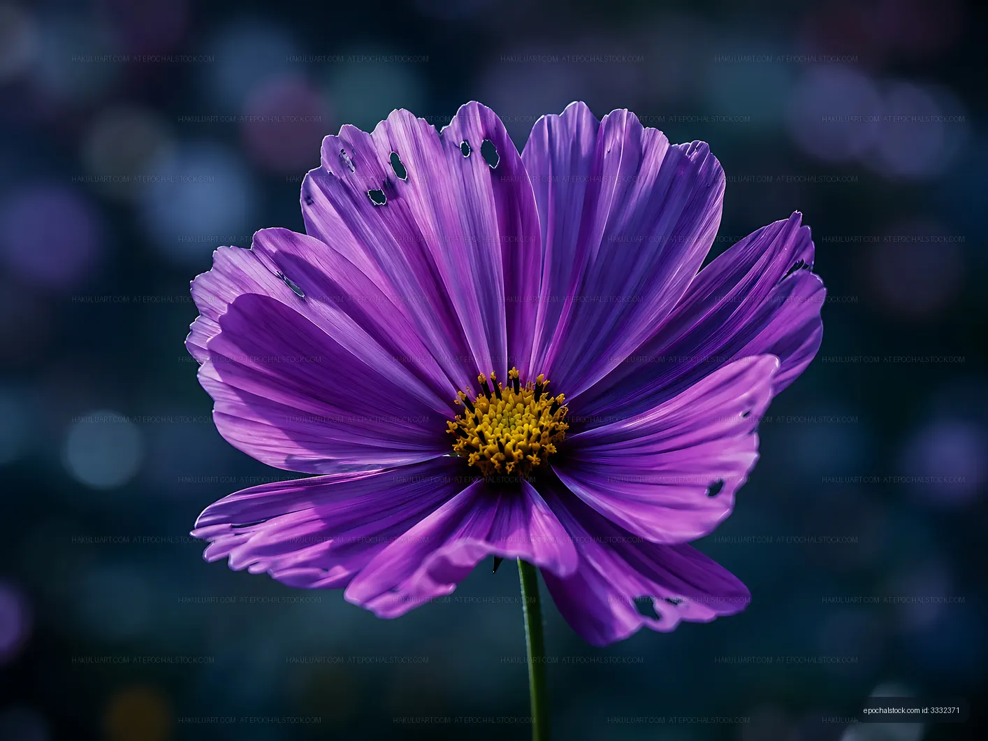 Bright purple flower with yellow center in garden