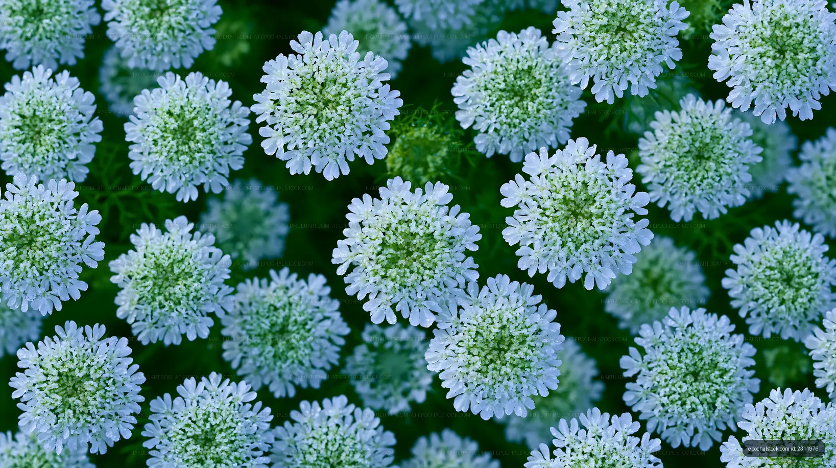 Blue flowers in full bloom in a garden setting