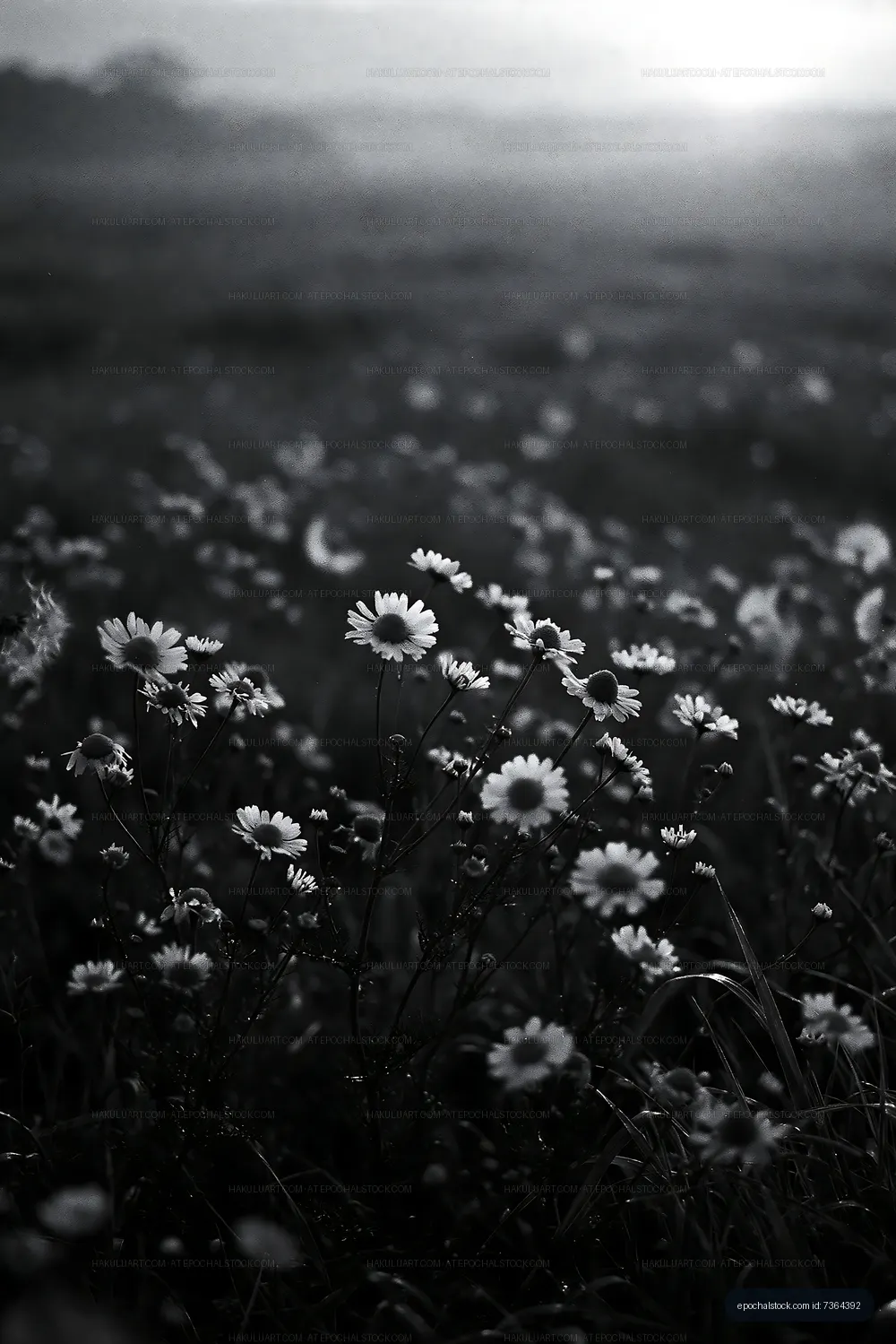Flowers in a field at sunset in black and white