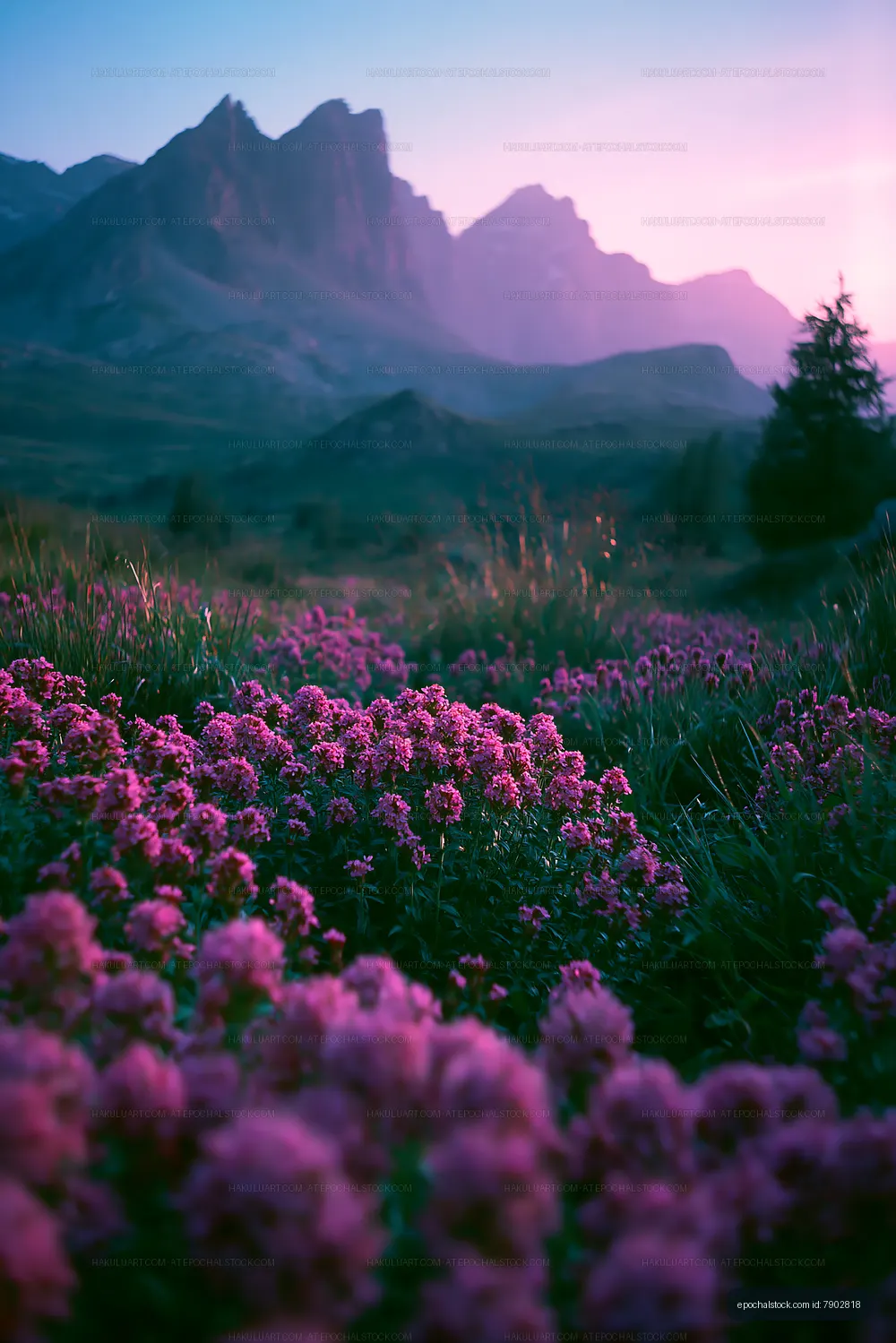 Vibrant flowers in a mountain landscape at sunset