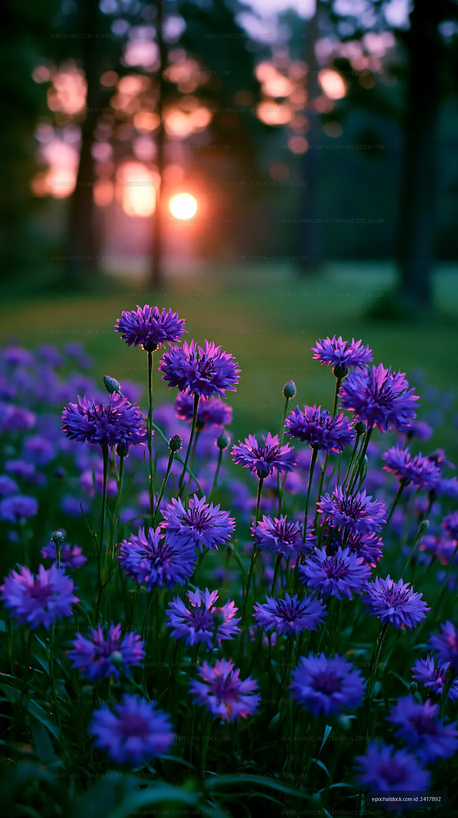 Sunset over a field of purple flowers with trees in the background