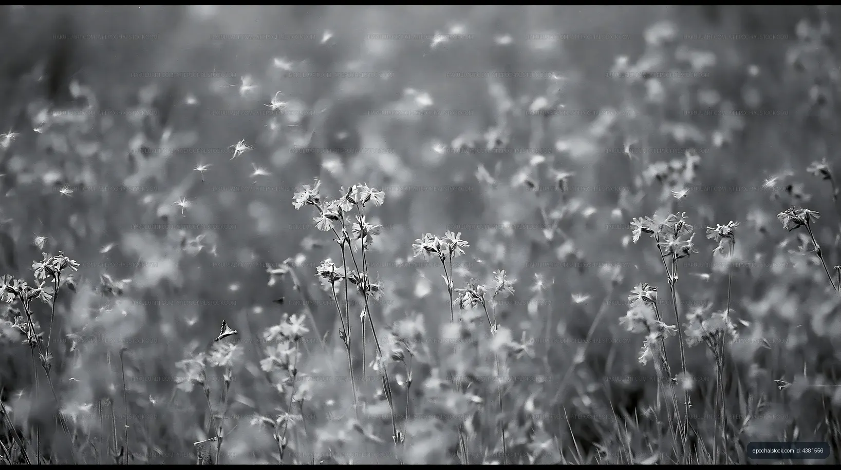 Wildflowers in a field during daylight hours