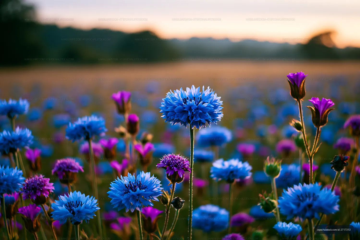 Colorful flowers blooming in a field during sunset