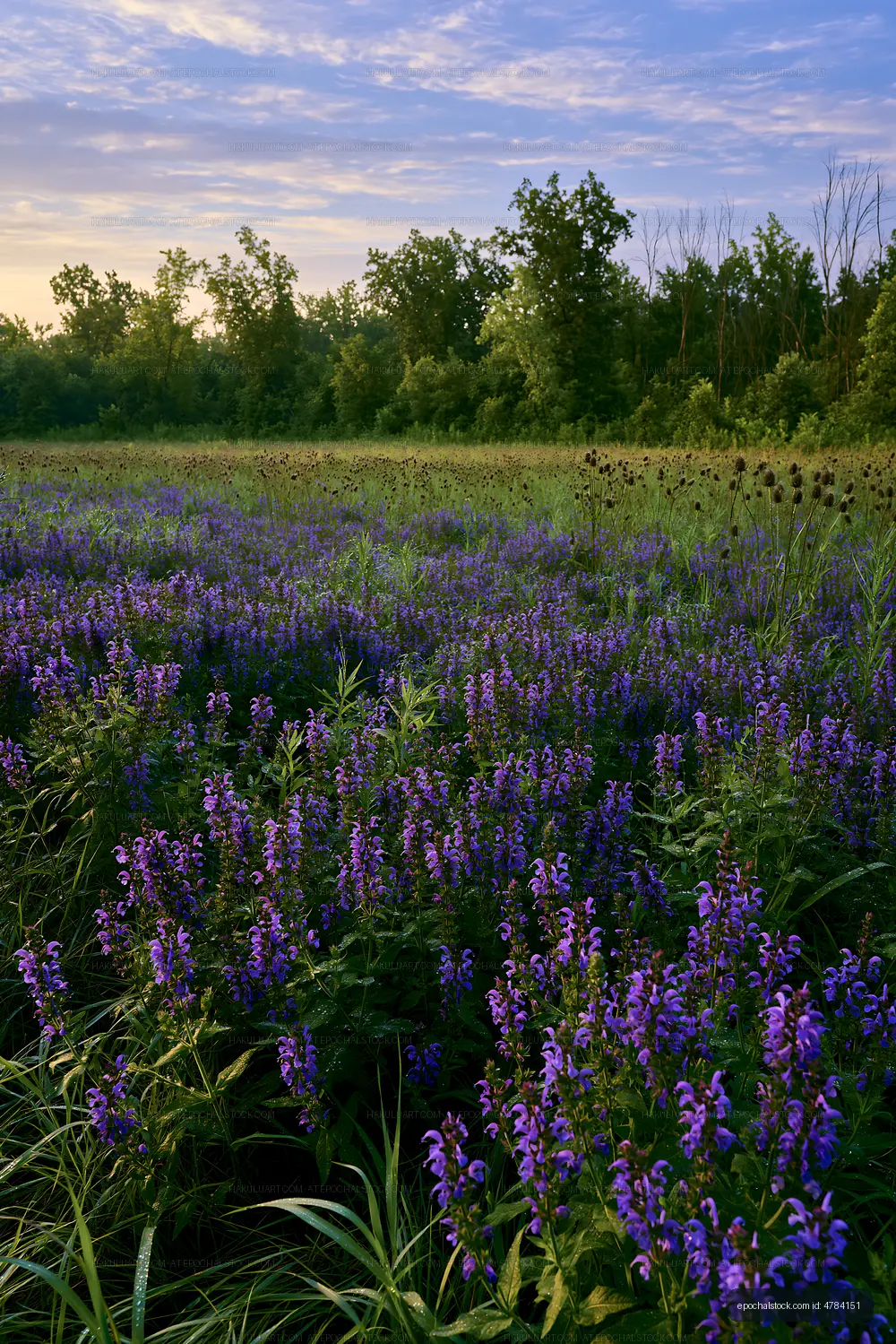 Violet flowers bloom in a field during sunset in summer