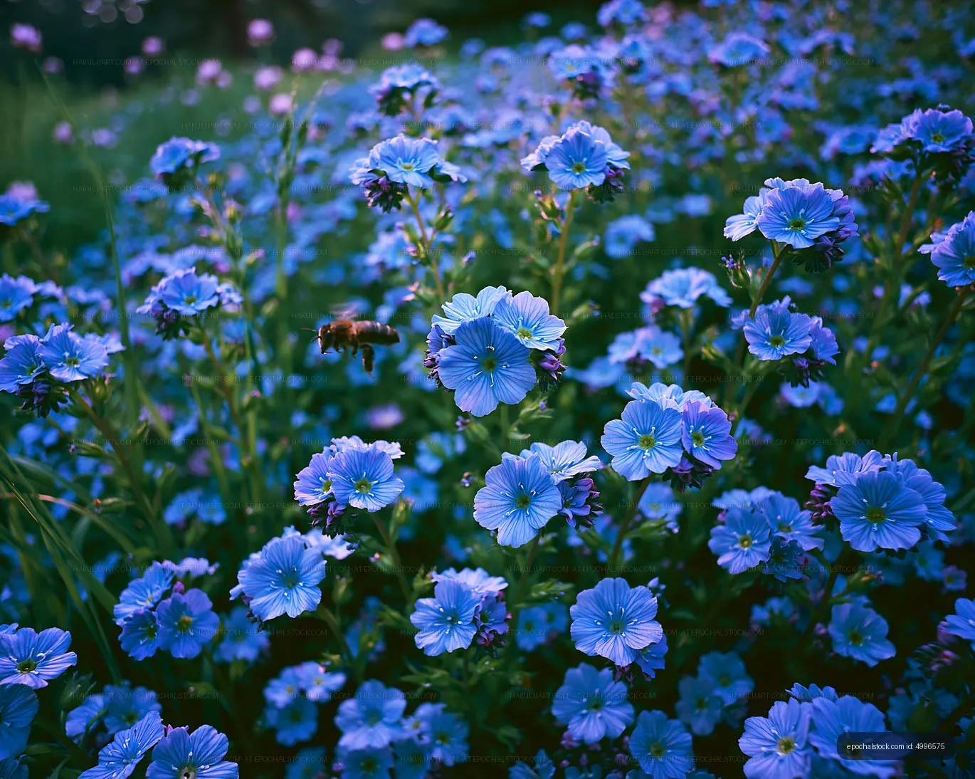 Blue wildflowers with bee in a green field during daytime