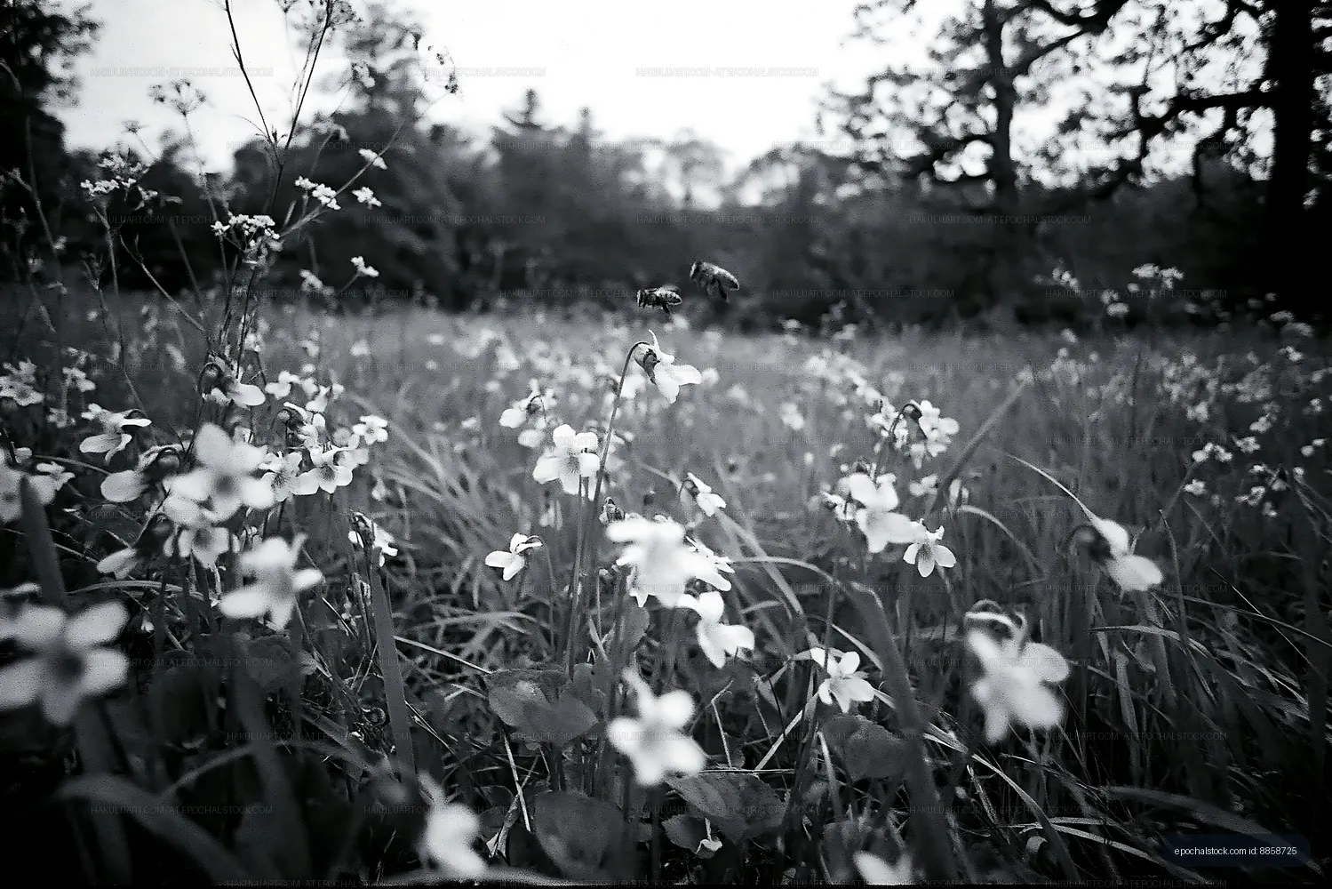 Flowers and bees in a field during spring season