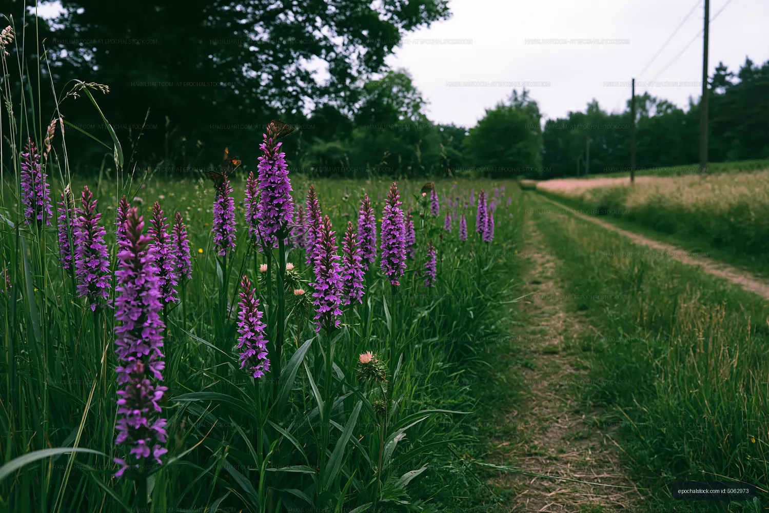 Purple flowers along a dirt path in a green field