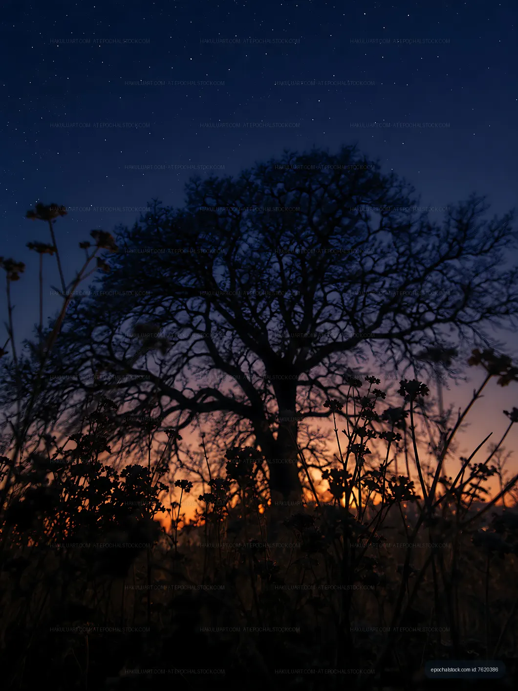 Silhouette of tree against evening sky with stars