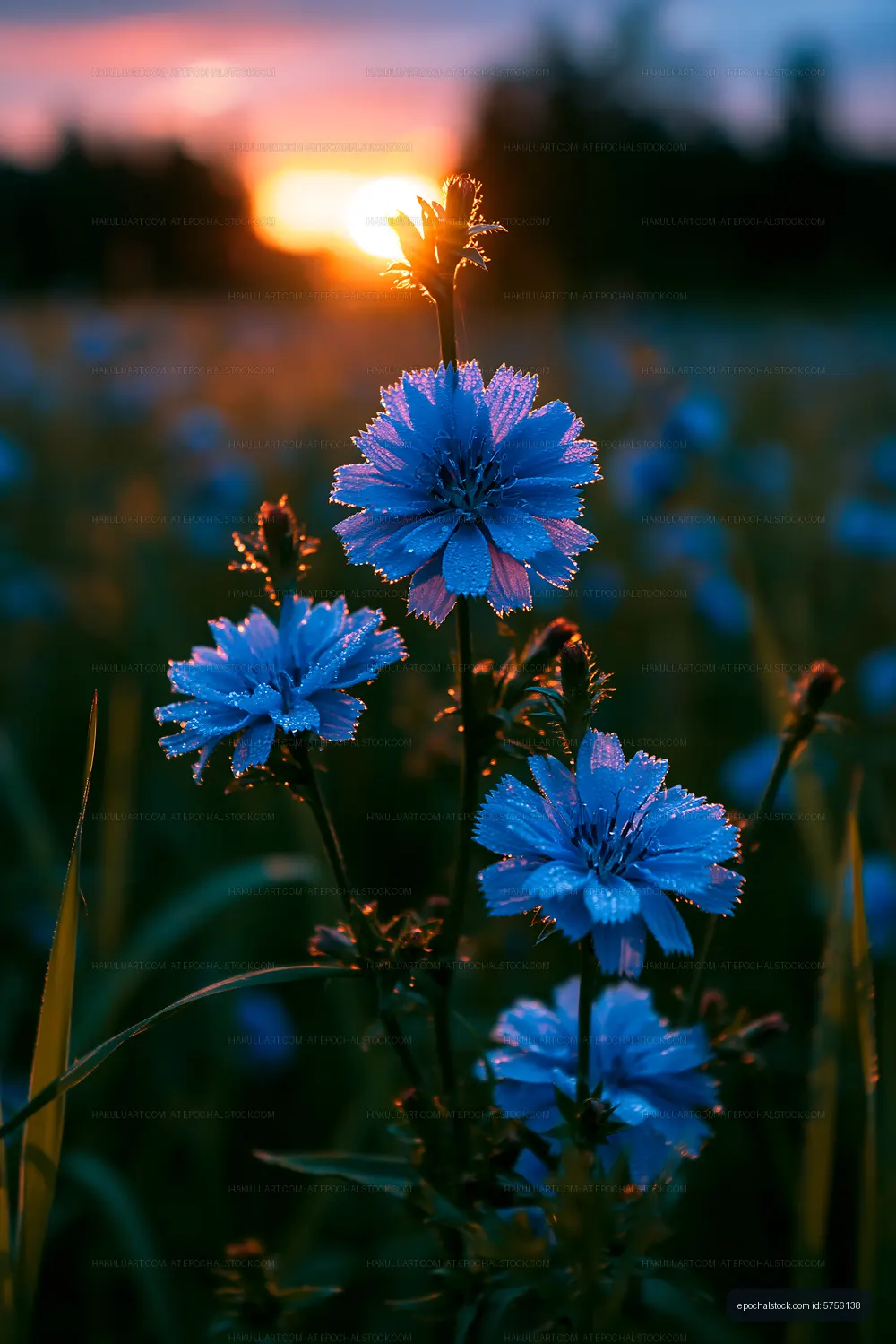 Blue flowers with dew at sunset in a meadow