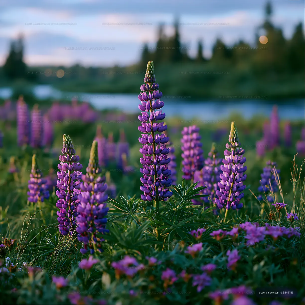 Purple flowers in a meadow near a river at dusk