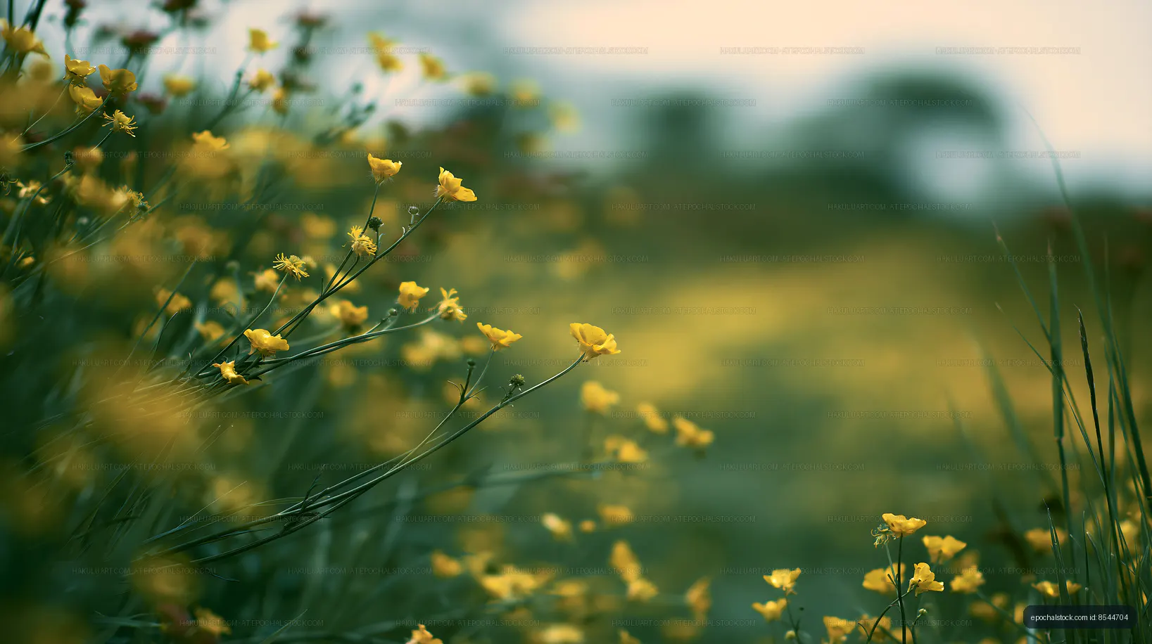 Yellow flowers in a field under a cloudy sky