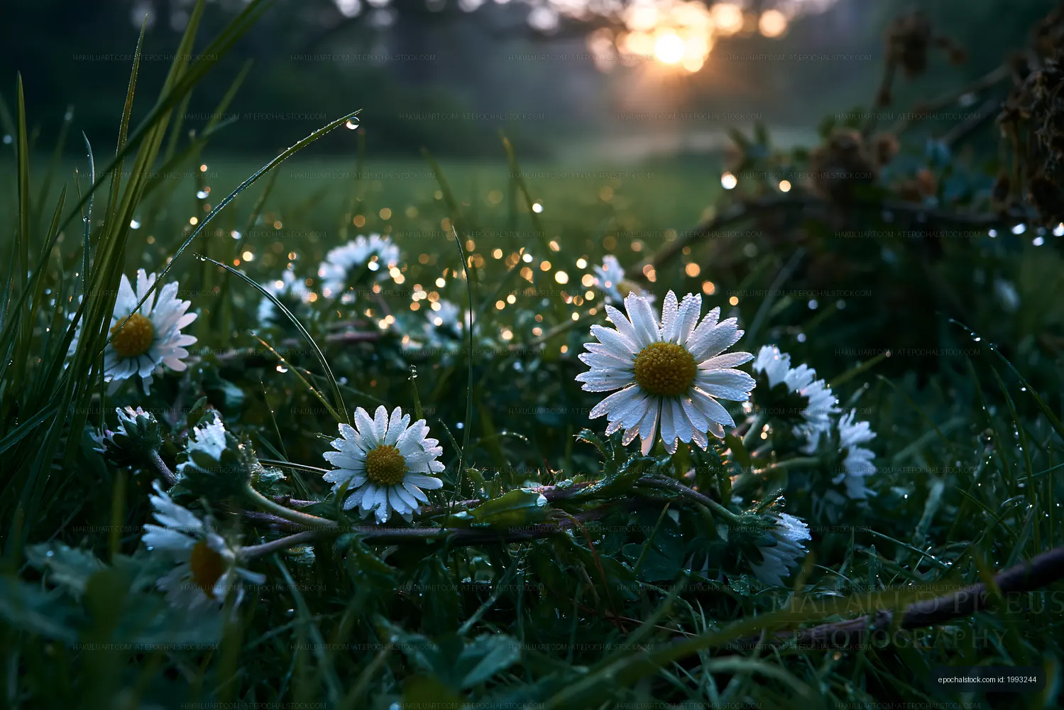Daisies with dew in grass at sunrise