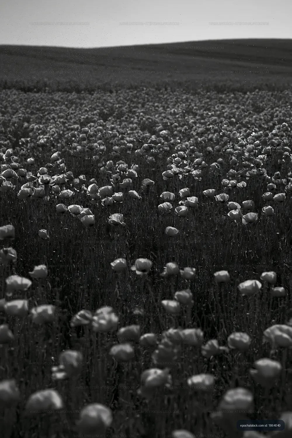 Black and white field of flowers under sunlight